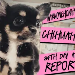 【 チワワ 】生後84日後レビュー!シャンプーもバッチリおりこうちーちゃん!