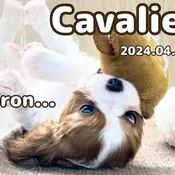 【 キャバリア成長ログ 】遊ぶの大好き！勢いあまってゴローンしちゃった！