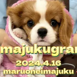 【 イマジュクグラム 】愛情表現豊かなブレンハイムカラーのキャバリアちゃま！