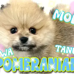 【 ポメラニアン 】毛量爆盛り!たぬきポメが可愛すぎる!?