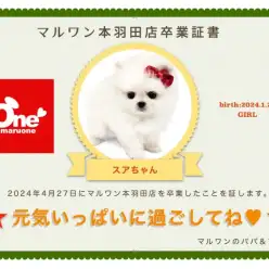 【 卒業記念 】ポメラニアンのスアちゃん卒業おめでとう!今までの感謝を込めて〜卒業ブログ〜