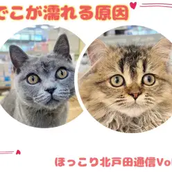 【 ほっこり北通Vol.43 】ペルシャちゃんとブリちゃんのおでこが濡れる原因