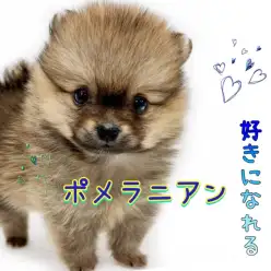 【 ポメラニアン 】笑顔を振りまく癒し系ポメ！ 唯一無二の被毛にもご注目！