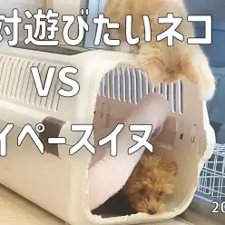 【 ワンニャンズ成長ログ 】絶対遊びたいネコVSマイペースイヌ