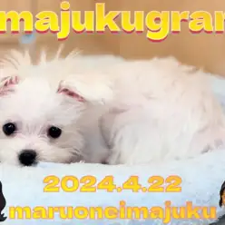 【 イマジュクグラム 】生後4ヶ月のおっとりマルチーズちゃまは愛嬌たっぷり！