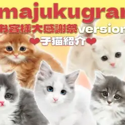 【 イマジュクグラム 】お客様大感謝祭スタートのお知らせ！子猫最新情報をお届け！