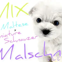 【 MIX 】マルチーズ×シュナウザー!白い妖精マルシュナちゃん!
