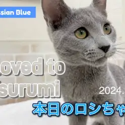 【 ロシアンブルー 】本日のロシちゃん！鶴見店にお引越ししてきたよ！