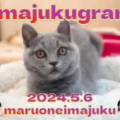 【 イマジュクグラム 】初めてのお外デビュー！温厚ブリティッシュちゃまに密着！