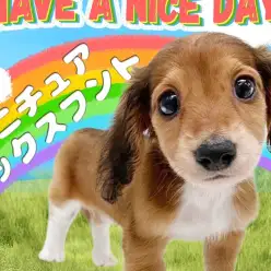 【 ミニチュアダックスフント 】愛らしいルックスと胴長短足体型の人気犬種！