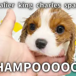 【 ブレンハイムキャバ成長ログ 】シャンプー祭り第2弾！きゃばりん編