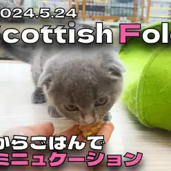 【 スコティッシュフォールド成長ログ 】手からごはんでコミニュケーション！