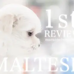 【 マルチーズ 】洗練されたホワイトコートは天下一品！マシュマロチックな男の子！