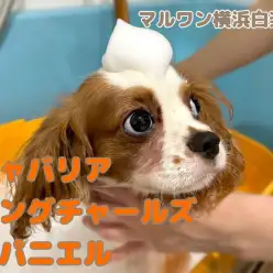 【 キャバリア 】なんでも上手に出来ちゃうキャバリアくんのシャンプーに密着！