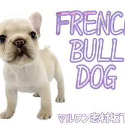 【 フレンチブルドッグ 】鼻ぺちゃ界の人気者！クリーム色のフレブルちゃんが登場！