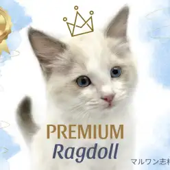 【 ラグドール 】永遠のブルーアイズ！プレミアムなイケメンラグくんがやってきた！