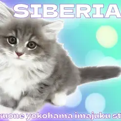 【 サイベリアン 】初心者必見！白い靴下を履いたブルー＆ホワイトの温厚癒し系！