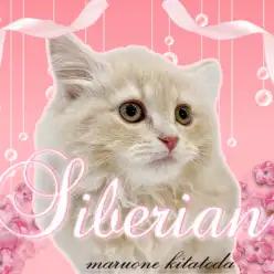 【 サイベリアン 】誰もが認めるお姫様！気品、華やかさ、魅力あふれる美形ニャンコ