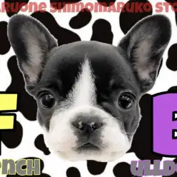 【 フレンチブルドック 】極上のたるみは都内No.1！個性と感情が溢れる女の子