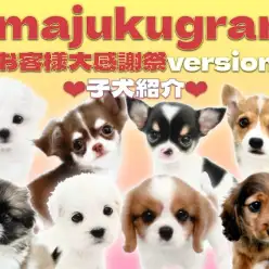 【 イマジュクグラム 】お客様大感謝祭スタートのお知らせ！子犬最新情報をお届け！