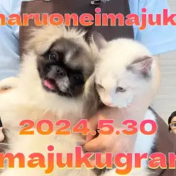 【 イマジュクグラム 】ペキニーズちゃまとラグドールちゃまは今日も仲良し！