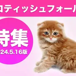 【 スコティッシュフォールド特集 】5/16現在在店中の垂れ耳丸顔の癒し系！