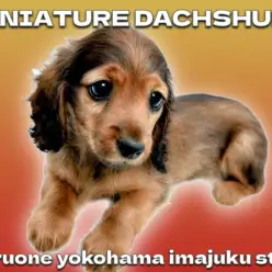 【 ミニチュアダックスフント 】困り顔の癒し系!レッドカラーの短足ガール!
