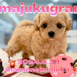 【 イマジュクグラム 】2024年5月28日にマルプーの女の子が仲間入り！