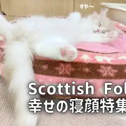 【スコティッシュフォールド成長ログ】寝顔を見ると癒やされる秘密とは・・・！