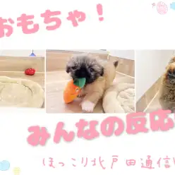 【 ほっこり北通Vol.59 】新おもちゃへのみんなの反応を見てみた！