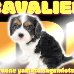 【 キャバリア 】飼いやすさと可愛さの二刀流！そして人気の高いトライカラー！