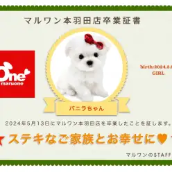 【 卒業記念 】マルチーズのバニラちゃん卒業おめでとう！今までの感謝を込めて〜卒業ブログ〜