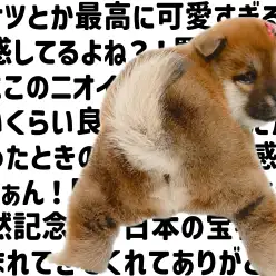 【柴犬の成長ログ】柴犬マニア歓喜！！丸顔クマ系赤柴ちゃんの仲間入り！