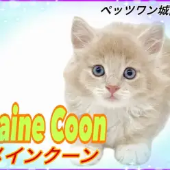 【 メインクーン 】愛嬌抜群！白い靴下を履いた癒し系ニャンコ