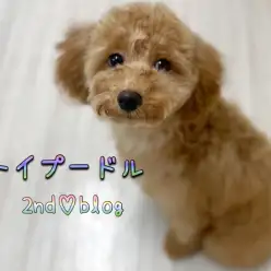 【 トイプードル 】生後半年!童顔ぷーちゃん、更なる高みを目指して成長中!