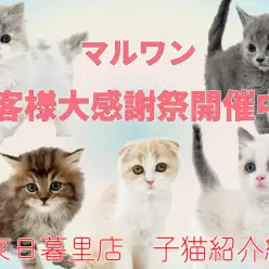 【 子猫紹介 】お客様大感謝祭開催中！東日暮里店に在店中の子猫全頭をご紹介！