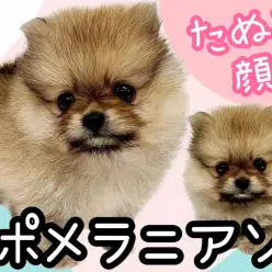 【 ポメラニアン 】たぬき顔ポメラニアン！たぬき感マシマシのウルフセーブル男の子