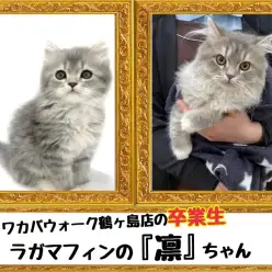 【 今日の鶴ヶ島店 】卒業生ラガマフィンの凛ちゃん来店