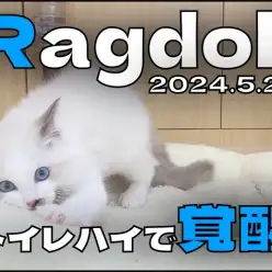 【 ラグドール成長ログ 】トイレハイで覚醒モードのラグちゃん！