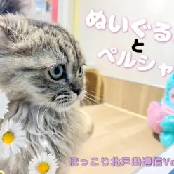 【 ほっこり北通Vol.64 】ぬいぐるみとペルシャちゃん