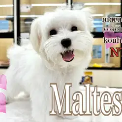 【 マルチーズ 】マルチーズ君の生後4ヶ月の今をご紹介