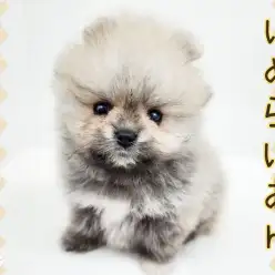 【 ポメラニアン 】生後60日で581g！ボリューム満点のプレミアムなたぬきポメ登場！