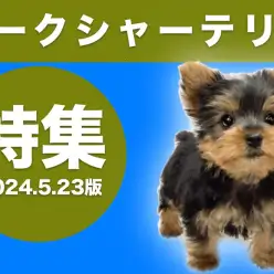 【 ヨークシャーテリア特集 】5/23現在在店中のヨーキーちゃんをご紹介！