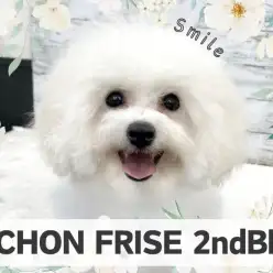 【 ビションフリーゼ 】輝くスマイルフェイス！生後5ヶ月のフレンドリーgirl！