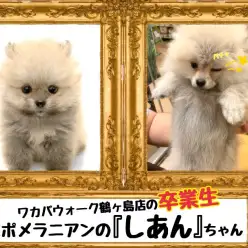 【 今日の鶴ヶ島店 】卒業生ポメラニアンの『しあん』ちゃん来店