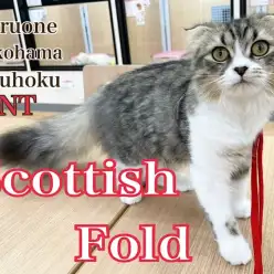 【 スコティッシュフォールド 】『推し』スコちゃんとの生活スタートしませんか？