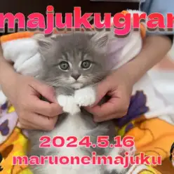 【 イマジュクグラム 】白い靴下がおしゃれな目ヂカラ最強のサイベリアンちゃま！