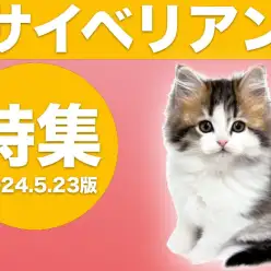 【 サイベリアン特集 】5/23現在在店中のゴージャスにゃんこ！最新動画付き！