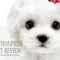 【 ビションフリーゼ 】両親共に5.0kgのちょうどいいサイズ感のアフロドッグ！