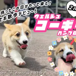 【 コーギー 】元気ハツラツ！初めてのお外も楽しく過ごせちゃうよ！2ndブログ